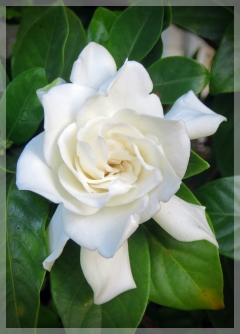 gardenia