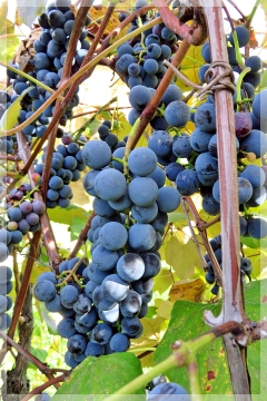 concord grapes