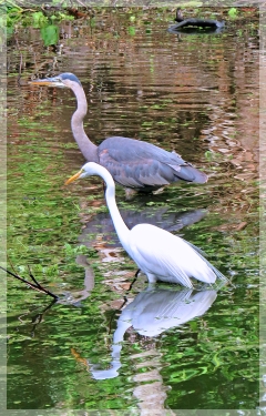 great egret - great blue heron