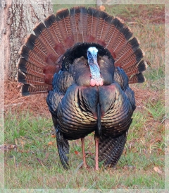 wild turkey