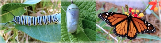 monarch metamorphosis