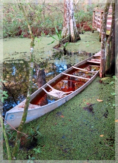 canoe - corkscrew swamp