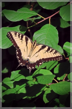 eastern tiger swallowtail butterfly