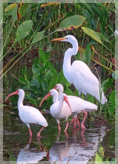 white ibis - great egret