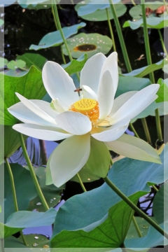lotus