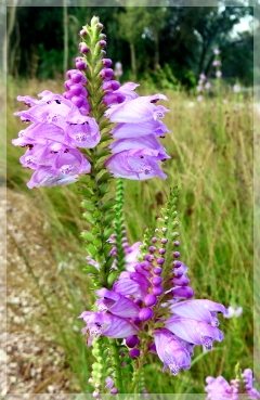 Physostegia virginiana - obedient plant
