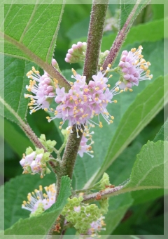 Beauty Berry Flower