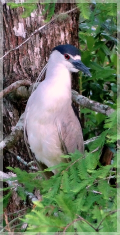 black-crowned night heron