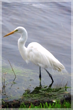 great egret