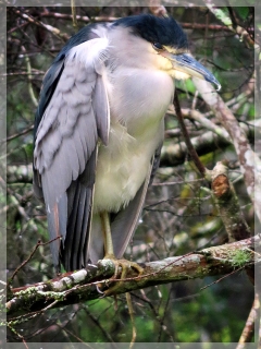 black-crowned night heron