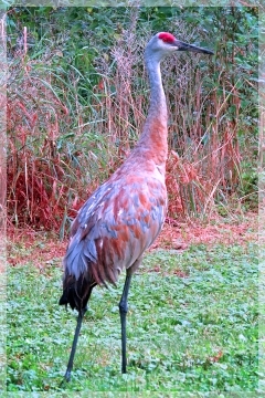 sandhill crane