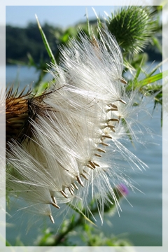 thistle seeds