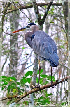 great blue heron - CREW