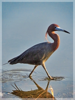 little blue heron