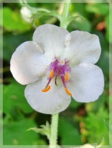 moth mullein