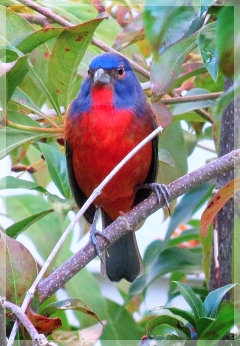 painted bunting