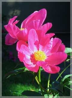 peony