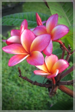 plumaria
