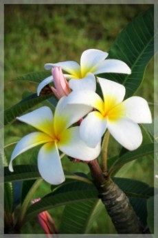 plumaria