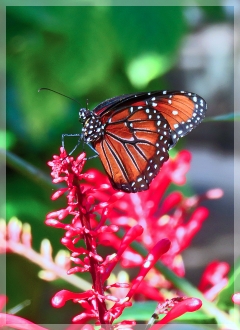 monarch butterfly