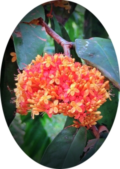 sorrowless tree - ashoka