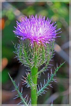 thistle