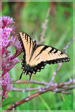 tiger swallowtail - butterfly