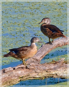 mallard - american black duck