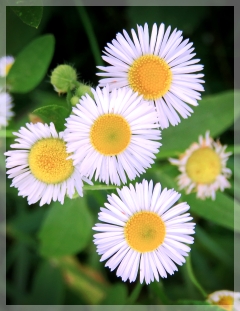 daisy fleabane
