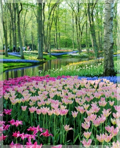 Keukenhof Gardens - Netherlands