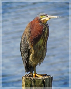 green heron