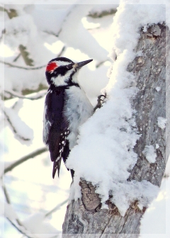 hairy woodpecker