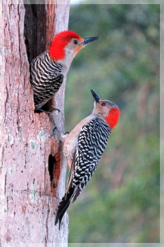 red-bellied-woodpecker