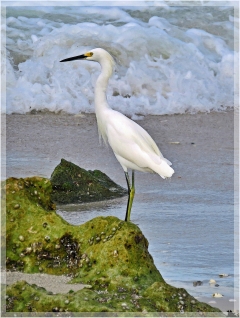 snowy egret