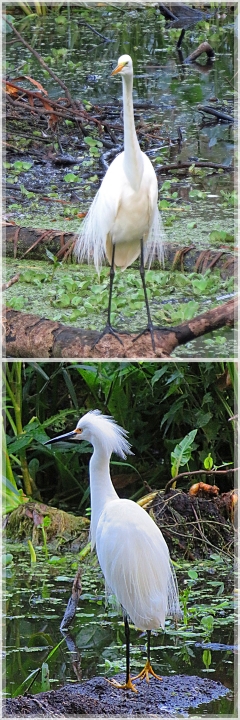 great egret - snowy egret - corkscrew sanctuary