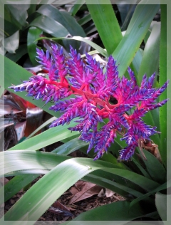aechmea - blue tango