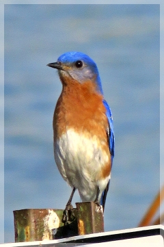 blue bird