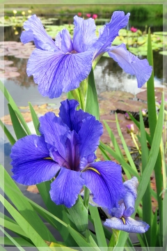 blue flag iris