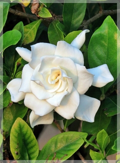 gardenia