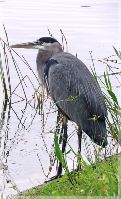 great blue heron