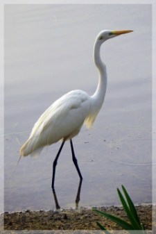 great egret