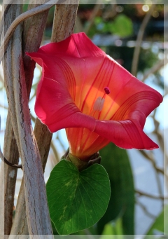 Hawaiian sunset vine