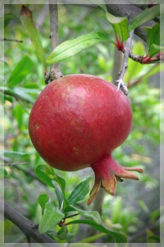 pomegranate