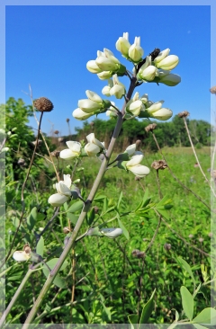 prairie false indigo