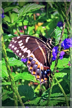 palamedes swallowtail butterfly
