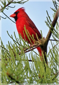 cardinal