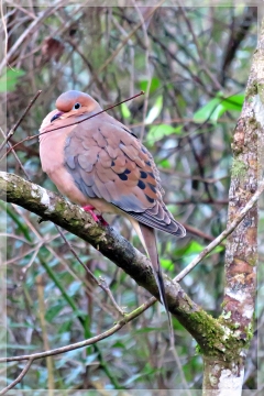 mourning dove