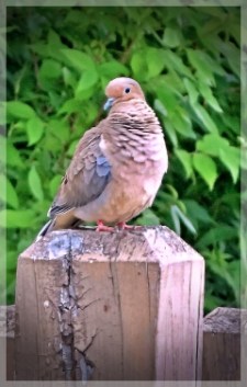 mourning dove