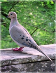 mourning dove