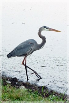 great blue heron